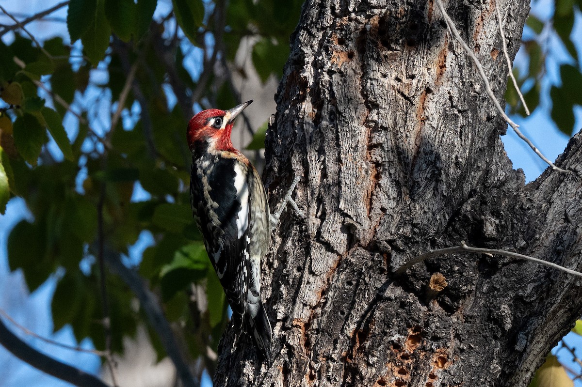 Hybride Pic à nuque rouge x P. à poitrine rouge - ML644536973