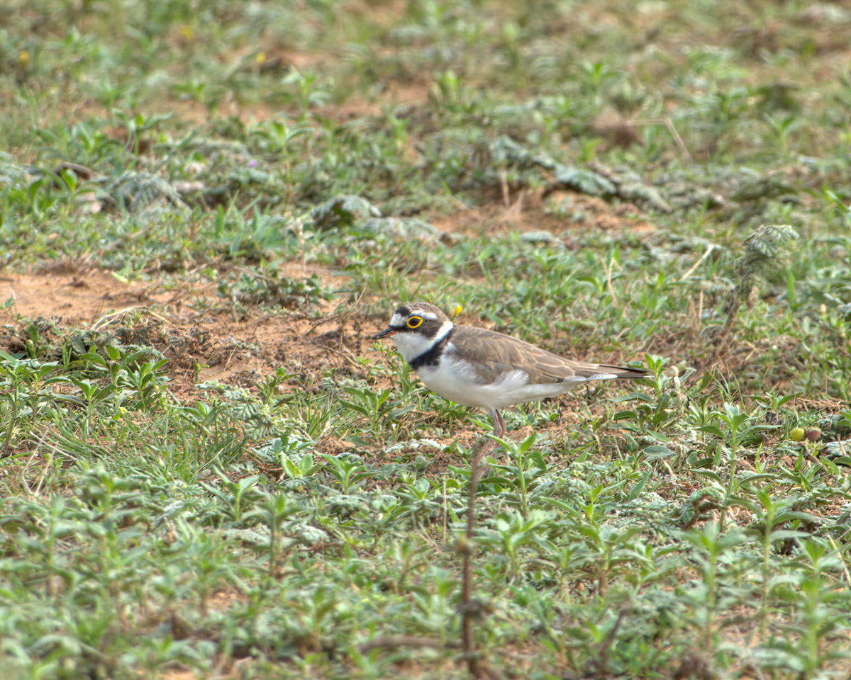 Pluvier petit-gravelot - ML644536977