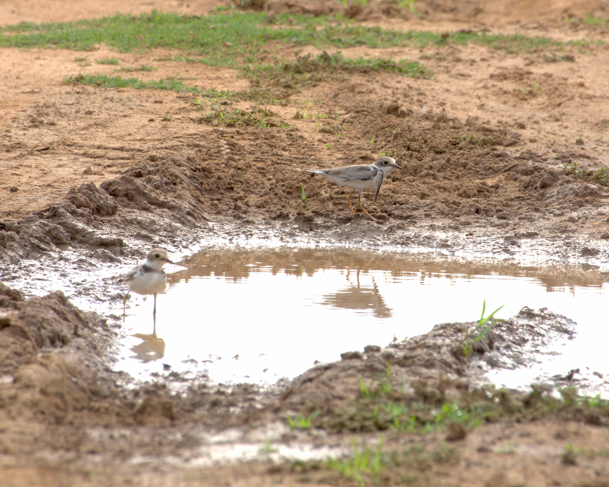 Pluvier petit-gravelot - ML644536978