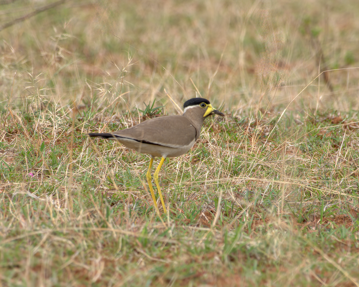 Vanneau de Malabar - ML644536987