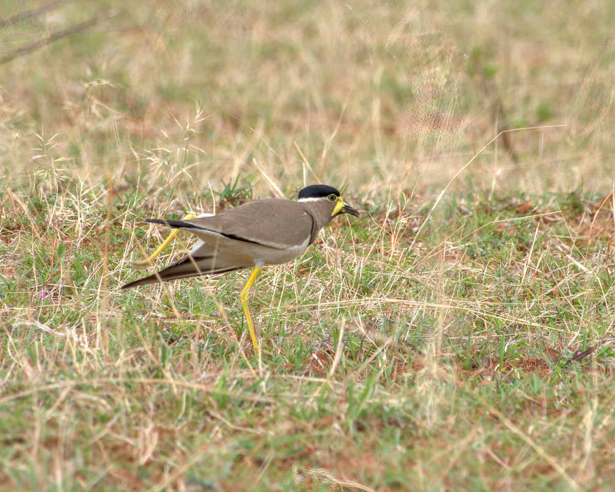 Vanneau de Malabar - ML644536988