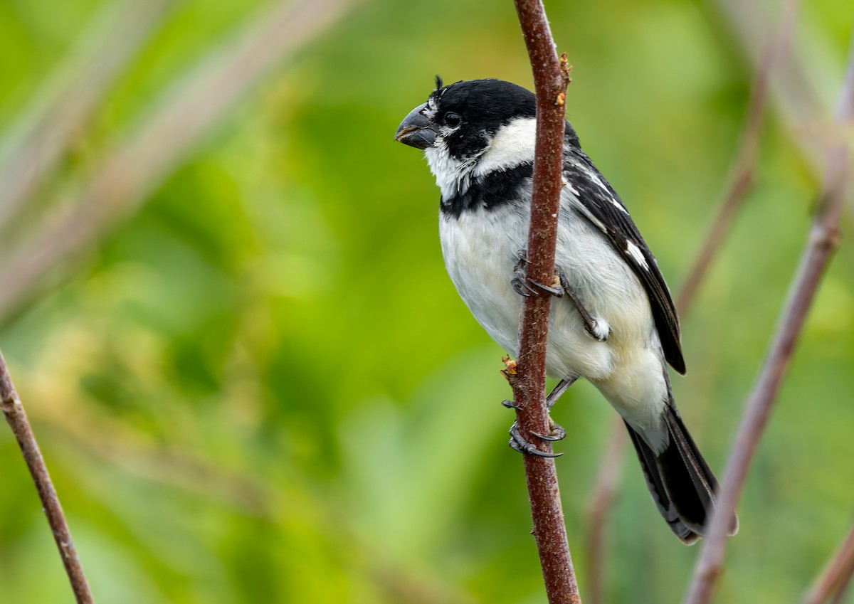 rustnakkefrøeter - ML644536992