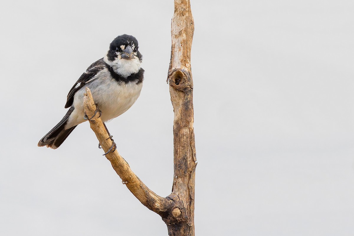 rustnakkefrøeter - ML644536993