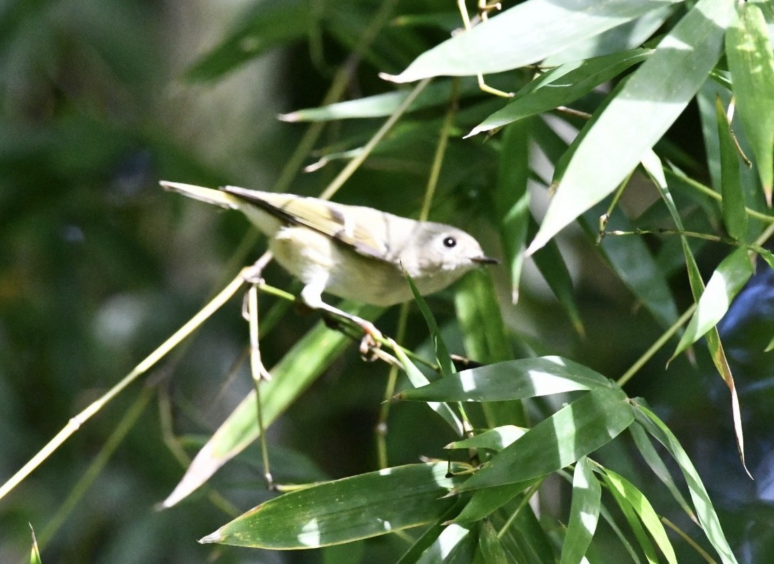 Ruby-crowned Kinglet - ML644536994