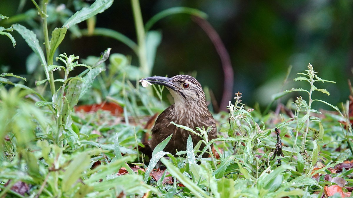 hvitstrupetreløper - ML644536995