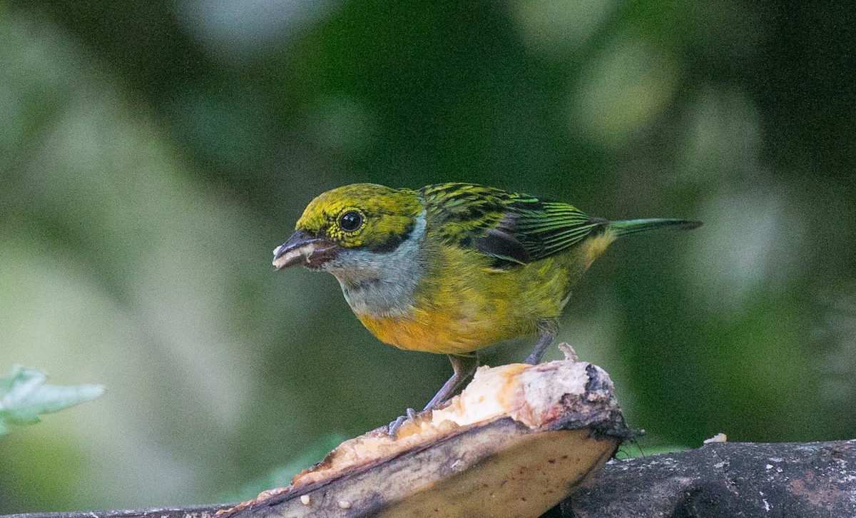 Серебристогорлая танагра - ML644536997