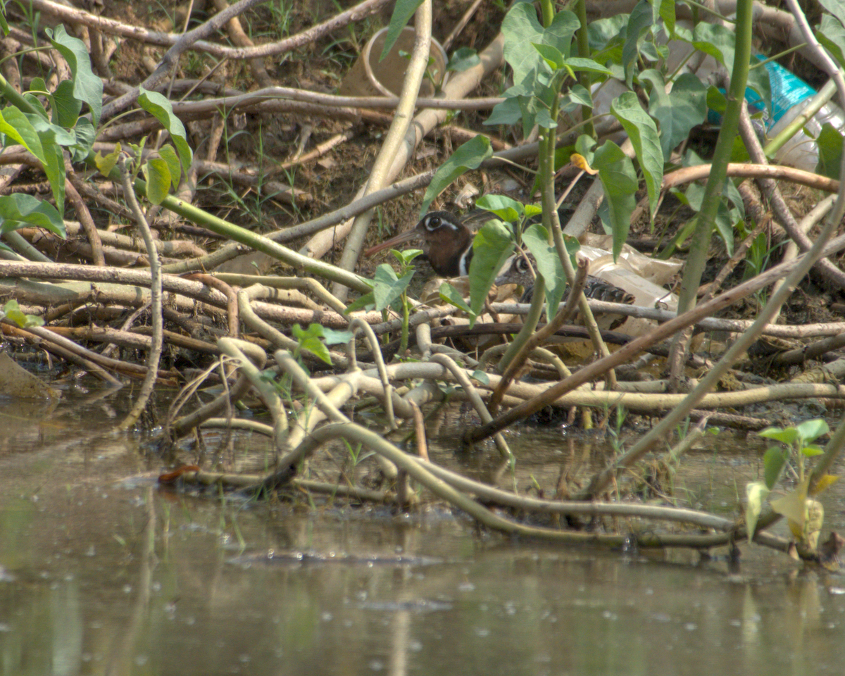 Rhynchée peinte - ML644536999