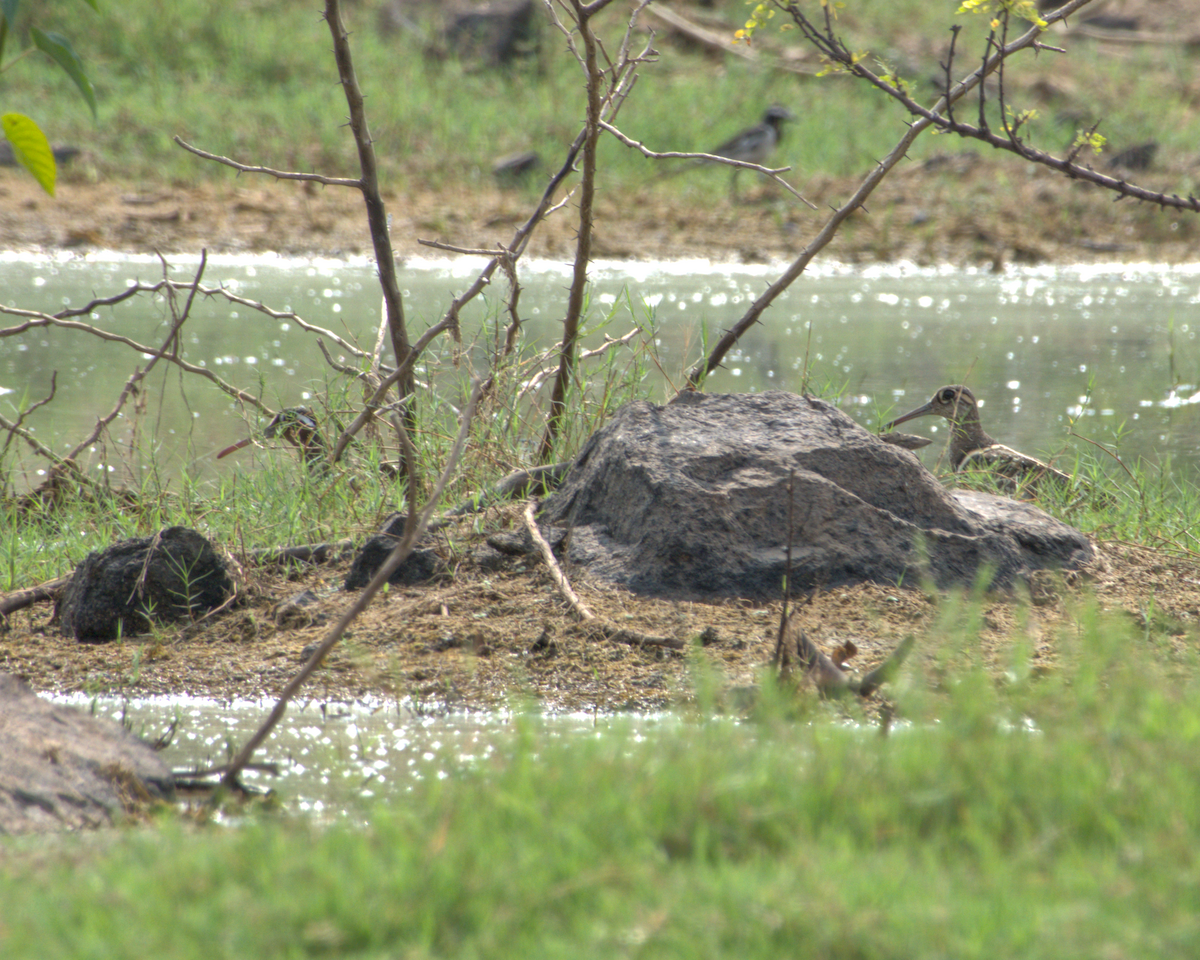 Rhynchée peinte - ML644537000