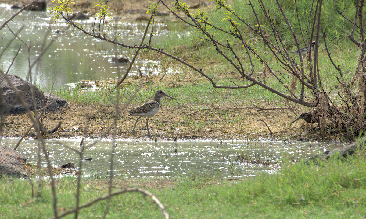 Rhynchée peinte - ML644537001