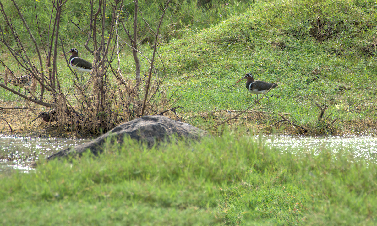 Rhynchée peinte - ML644537002