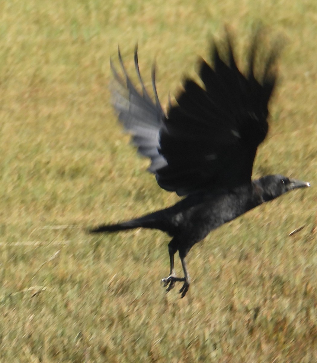 ウオガラス - ML644537005