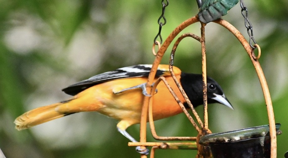 Oriole de Baltimore - ML644537007