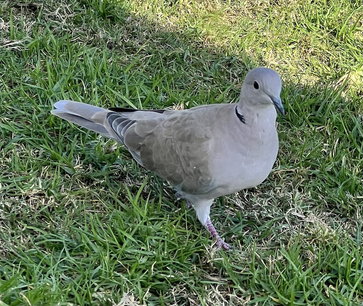Eurasian Collared-Dove - ML644537009