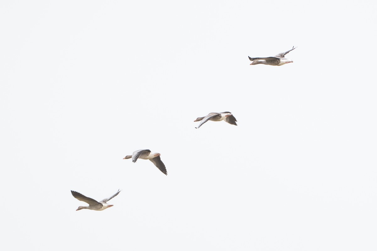 灰雁 - ML644537010