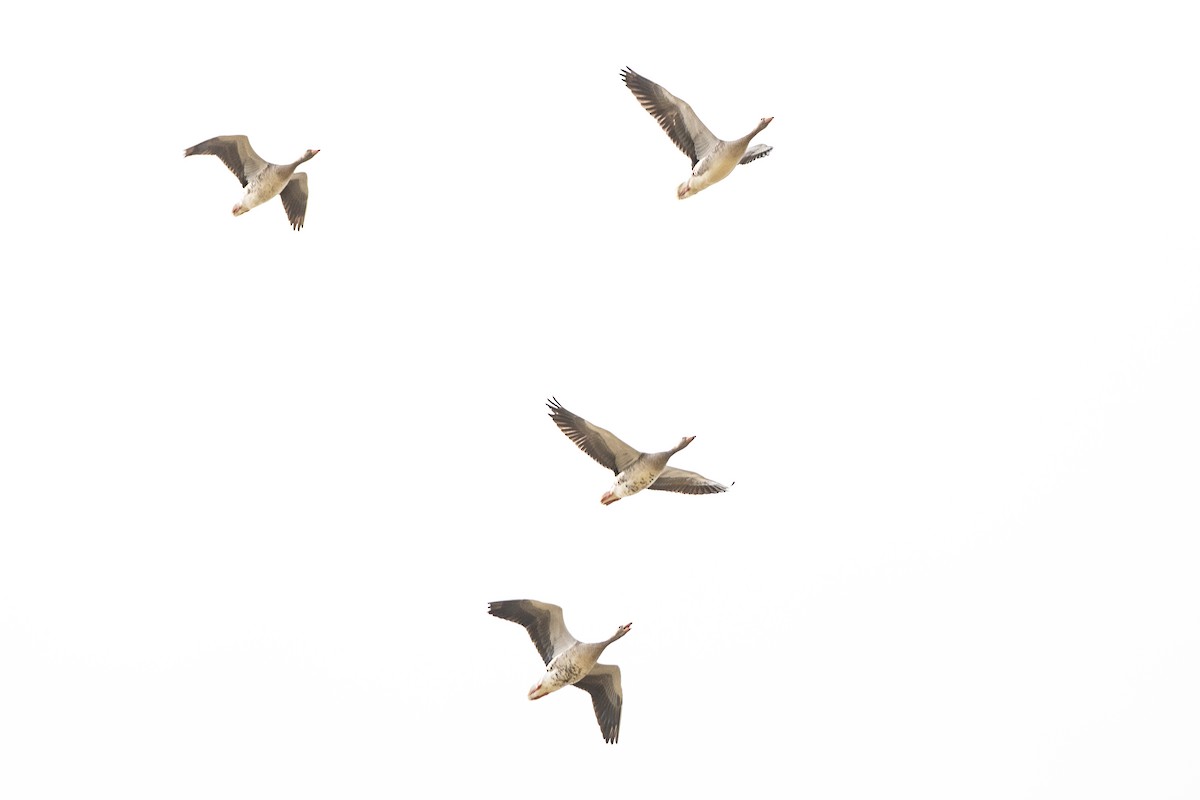 灰雁 - ML644537011