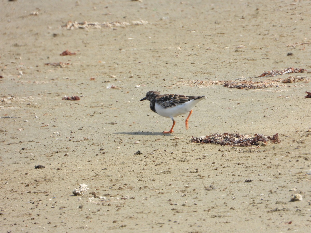 steinvender - ML644537014