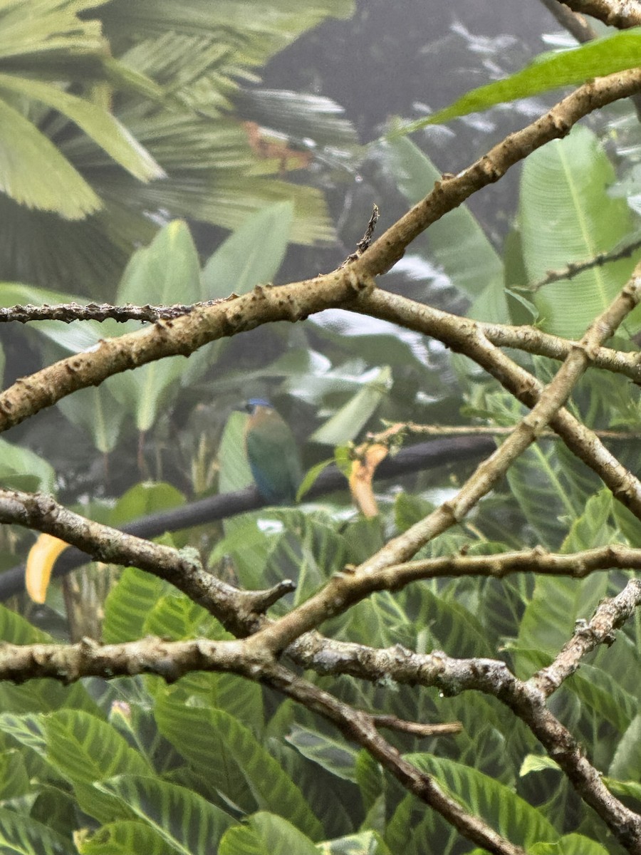 Lesson's Motmot - ML644537015