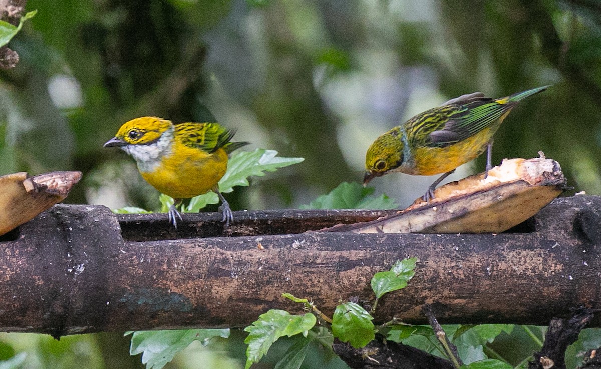Серебристогорлая танагра - ML644537016