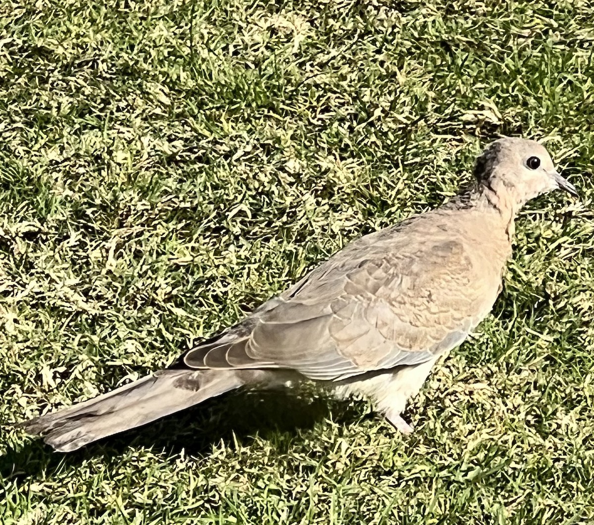 Laughing Dove - ML644537017