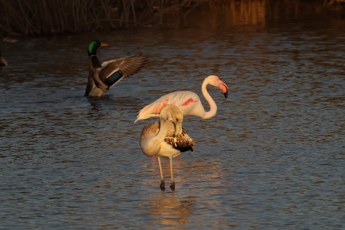 ヨーロッパフラミンゴ - ML644537022