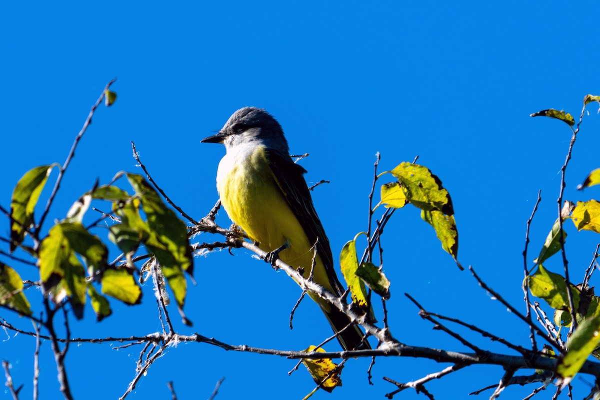 Tyran de l'Ouest - ML644537026