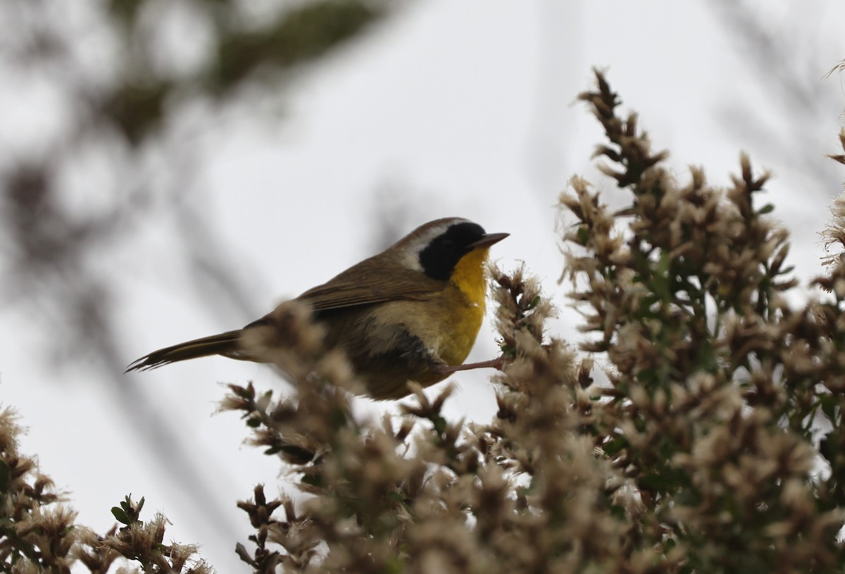 Common Yellowthroat - ML644537027