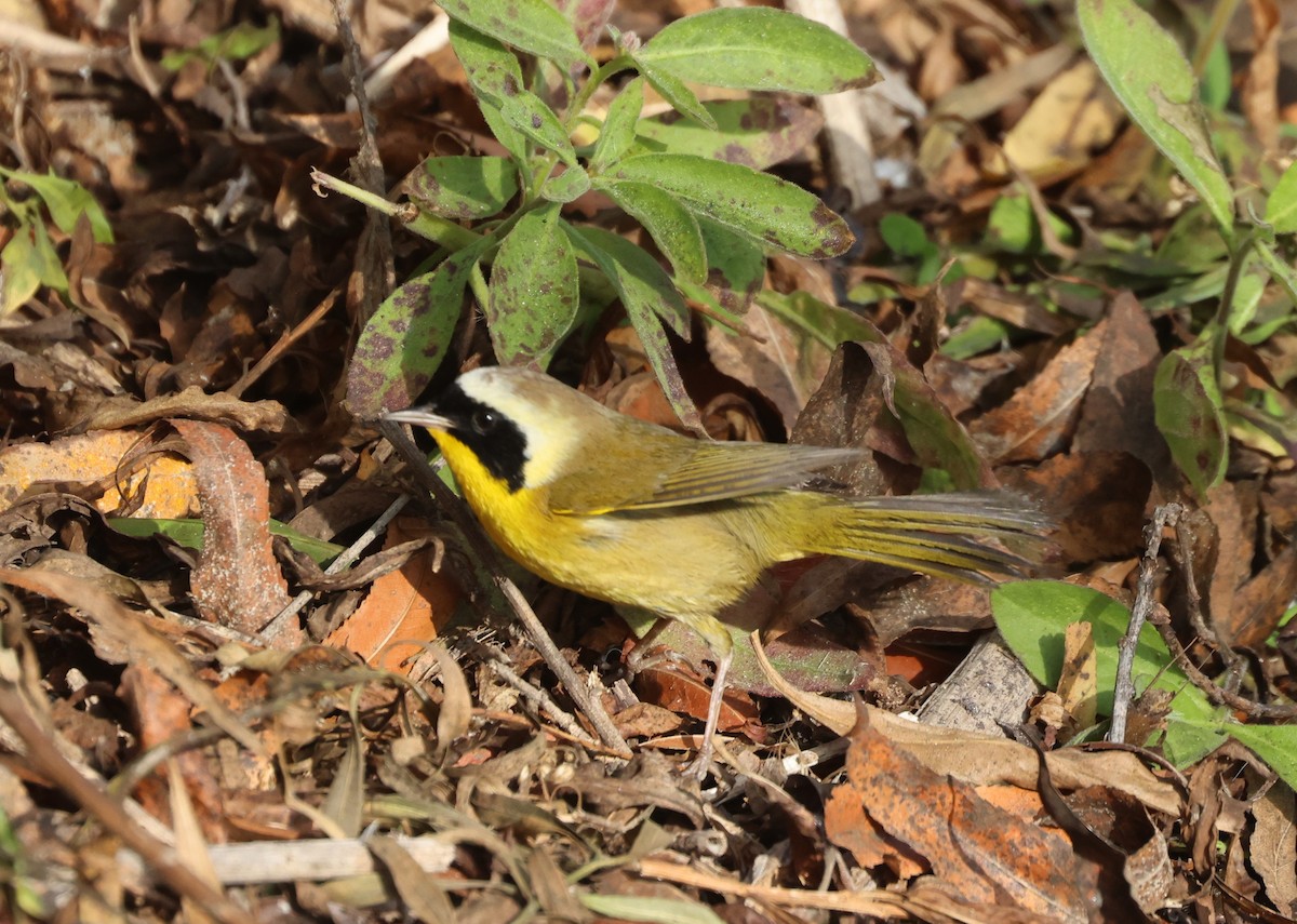 Common Yellowthroat - ML644537028