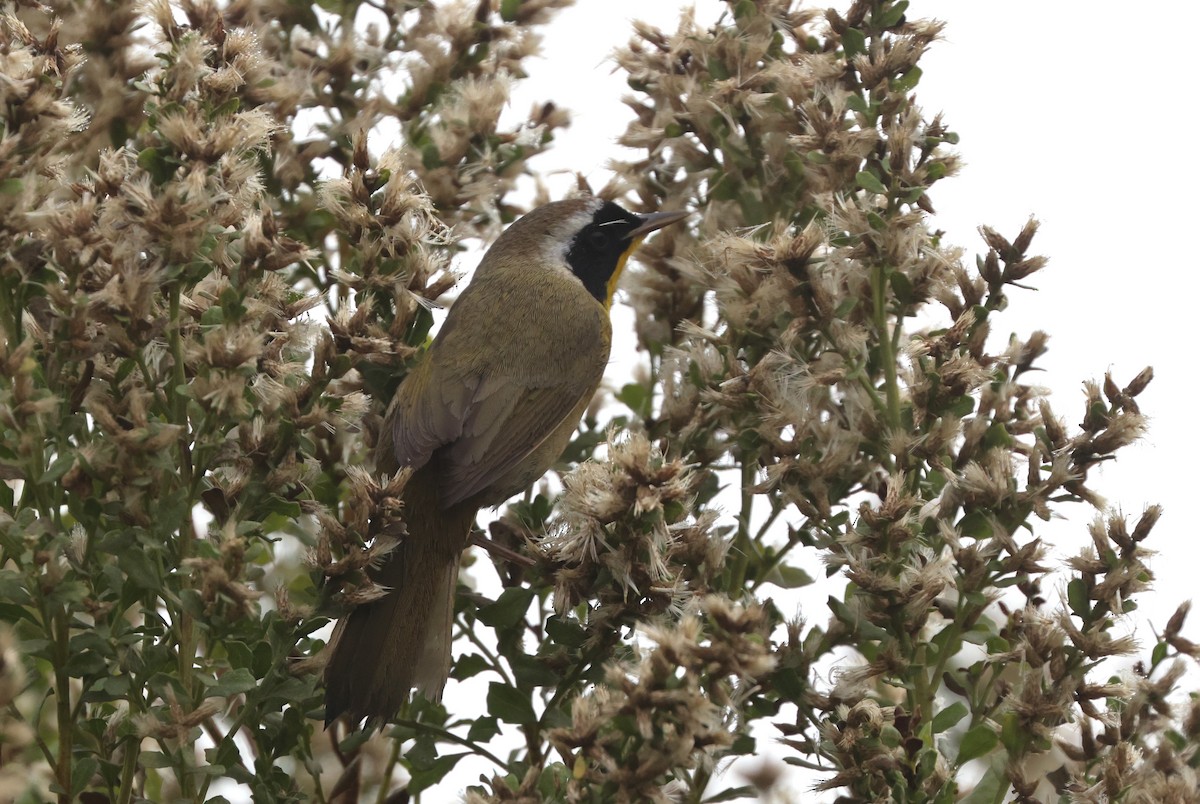 Common Yellowthroat - ML644537029