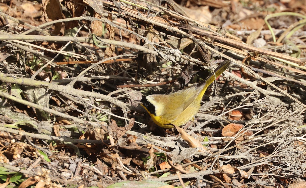 Common Yellowthroat - ML644537030