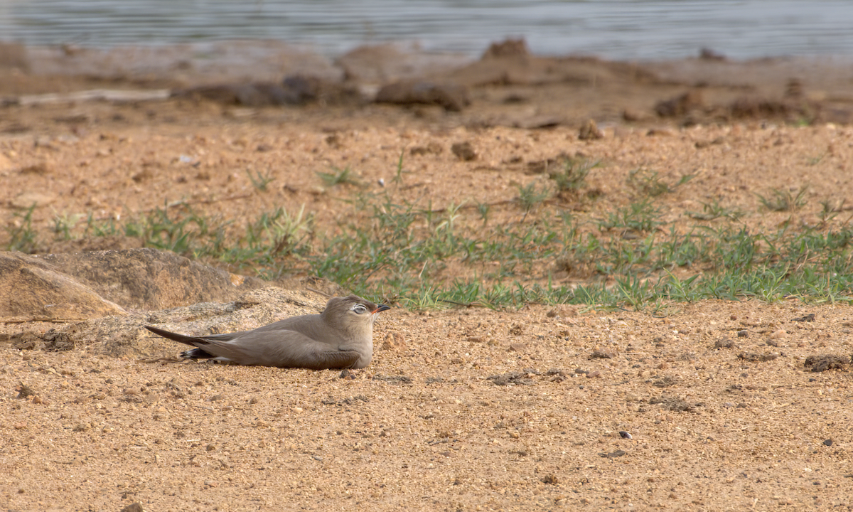 Glaréole lactée - ML644537031
