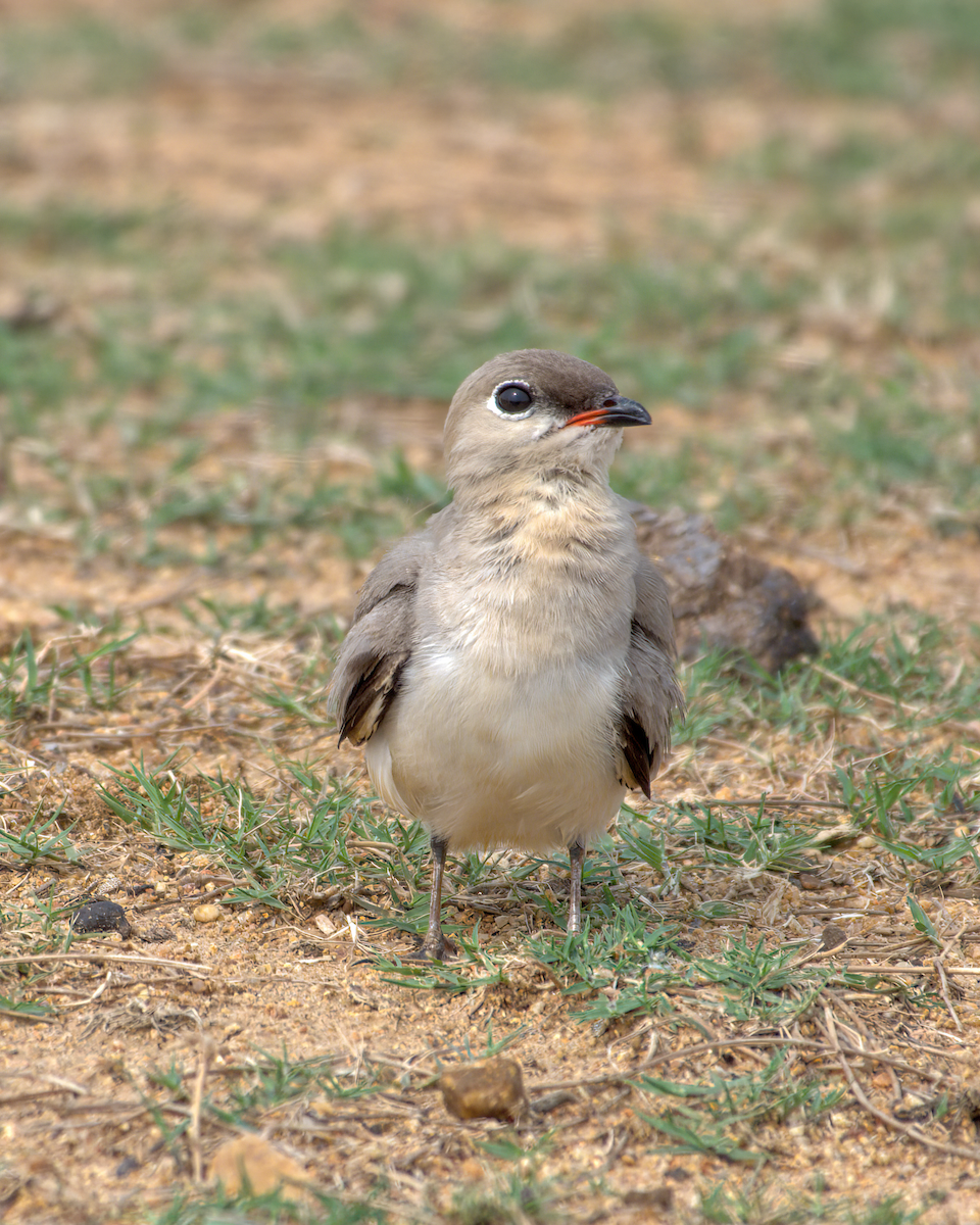 Glaréole lactée - ML644537032