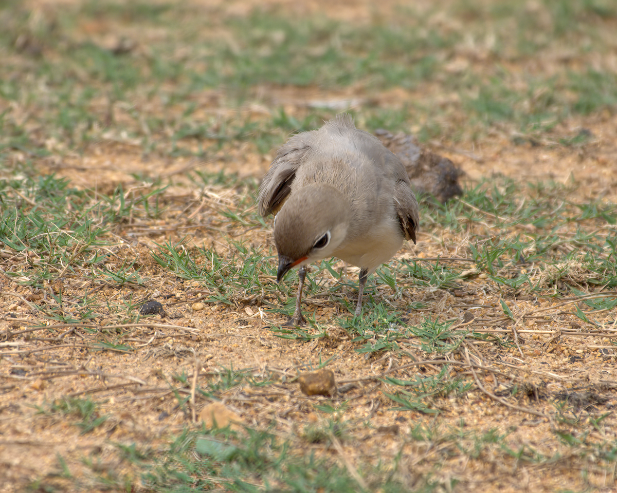 Glaréole lactée - ML644537034