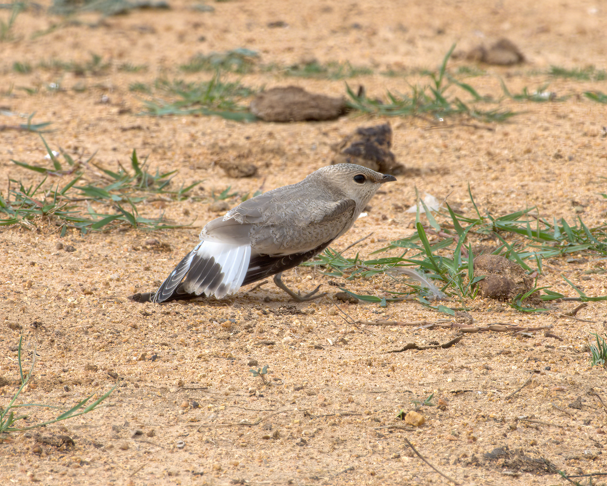 Glaréole lactée - ML644537035