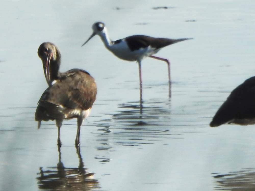 Black-necked Stilt - ML644537036