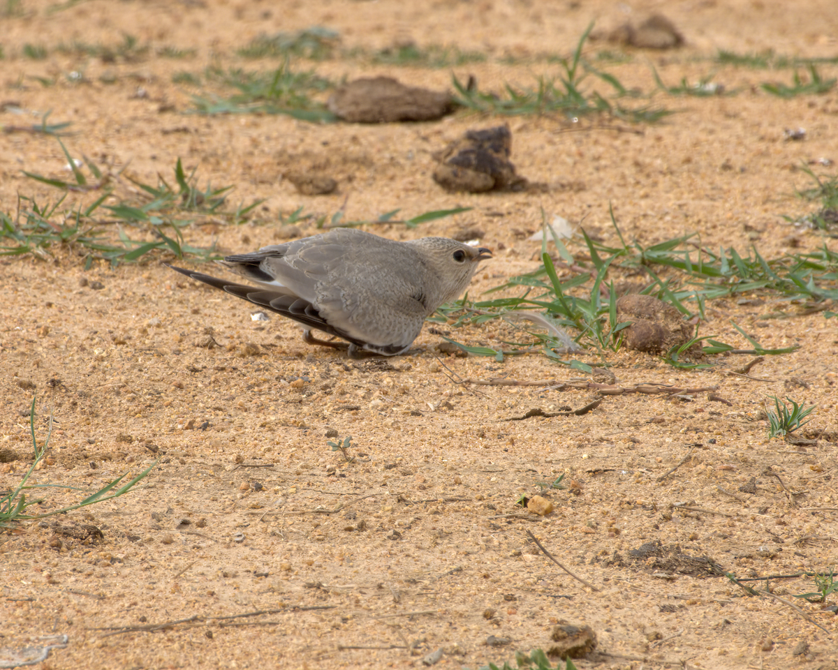 Glaréole lactée - ML644537037