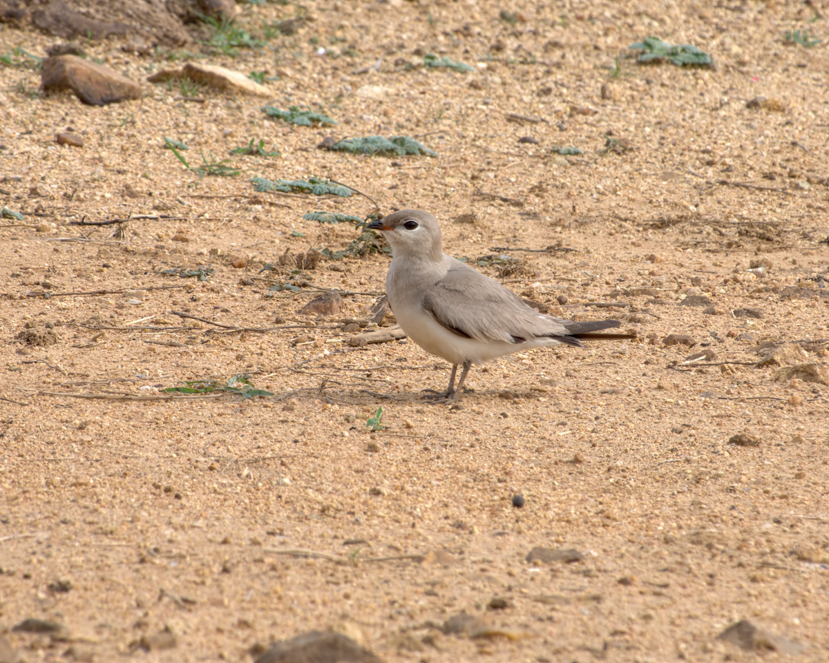 Glaréole lactée - ML644537038