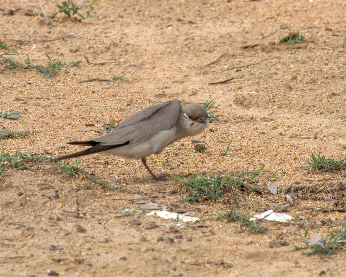 Glaréole lactée - ML644537041