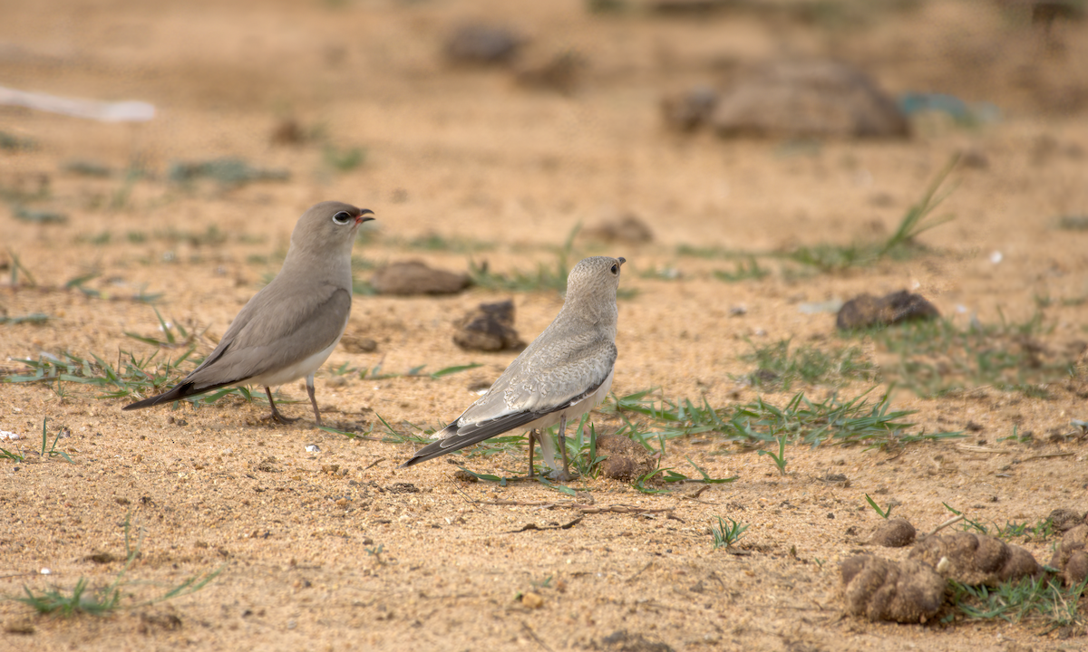 Glaréole lactée - ML644537042