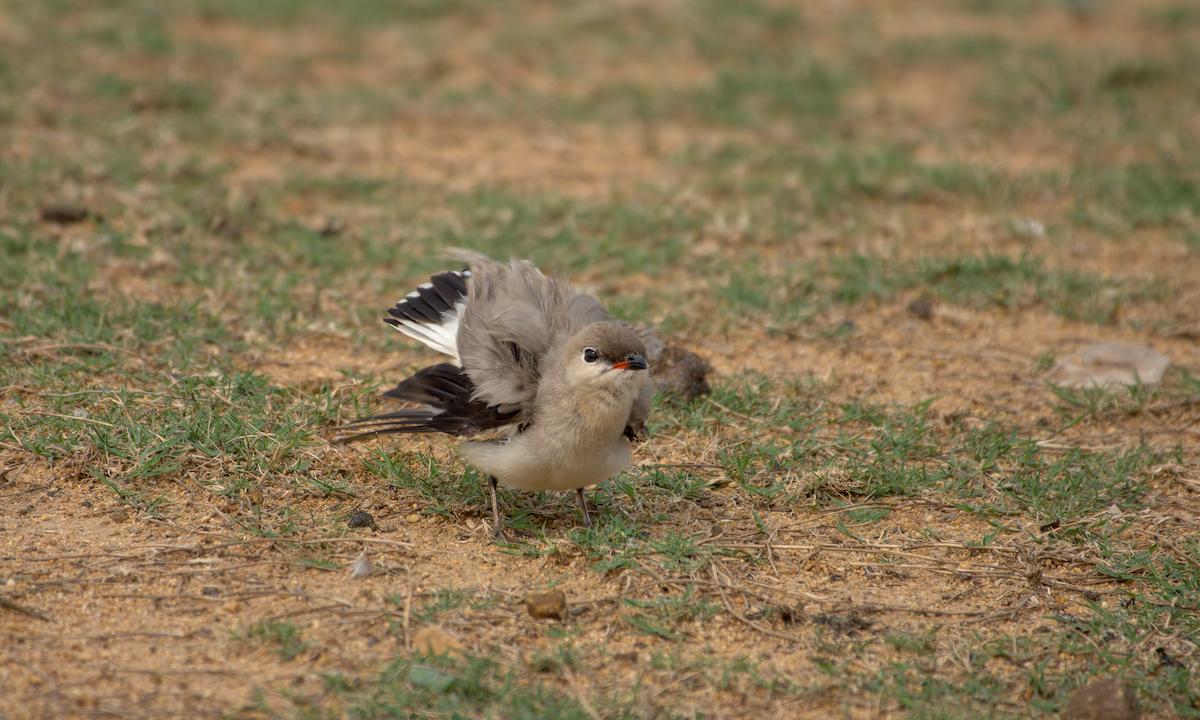 Glaréole lactée - ML644537044