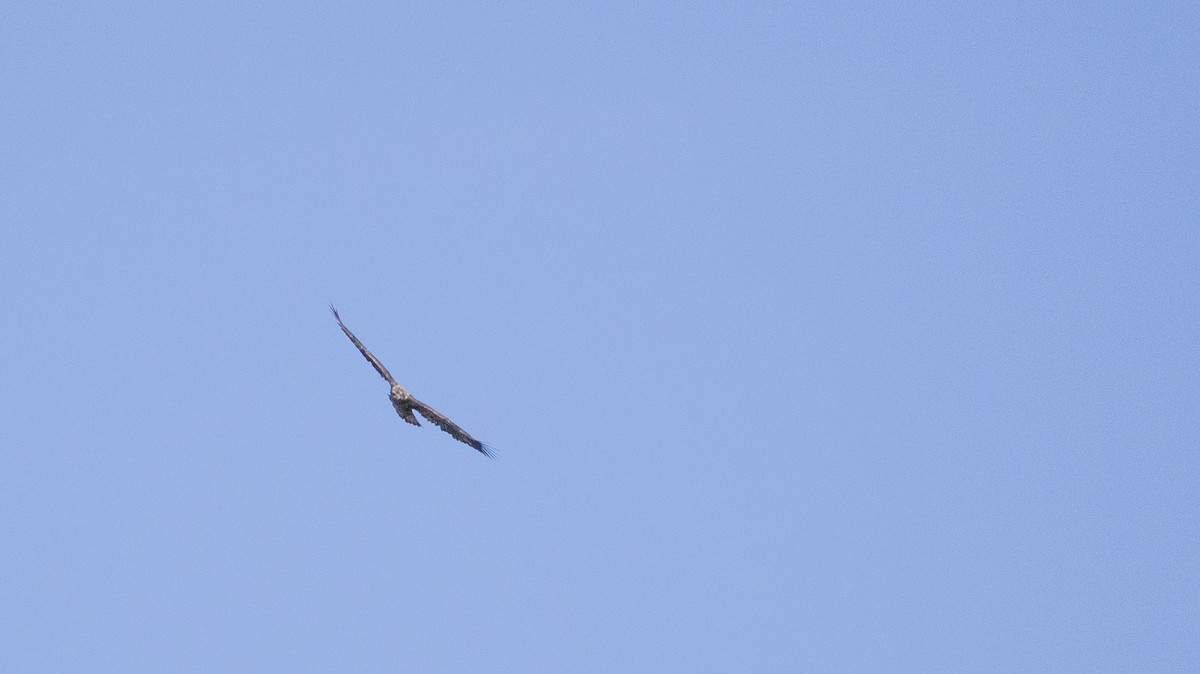 Белоголовый орлан - ML644537045