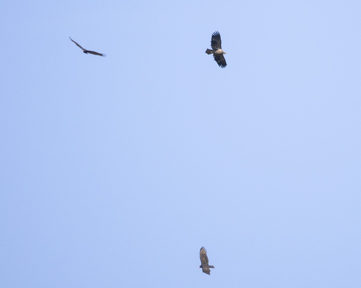 Белоголовый орлан - ML644537046