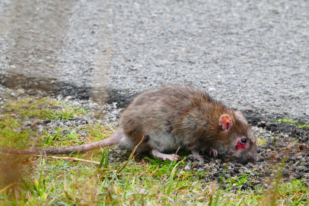 Brown Rat - ML644537048