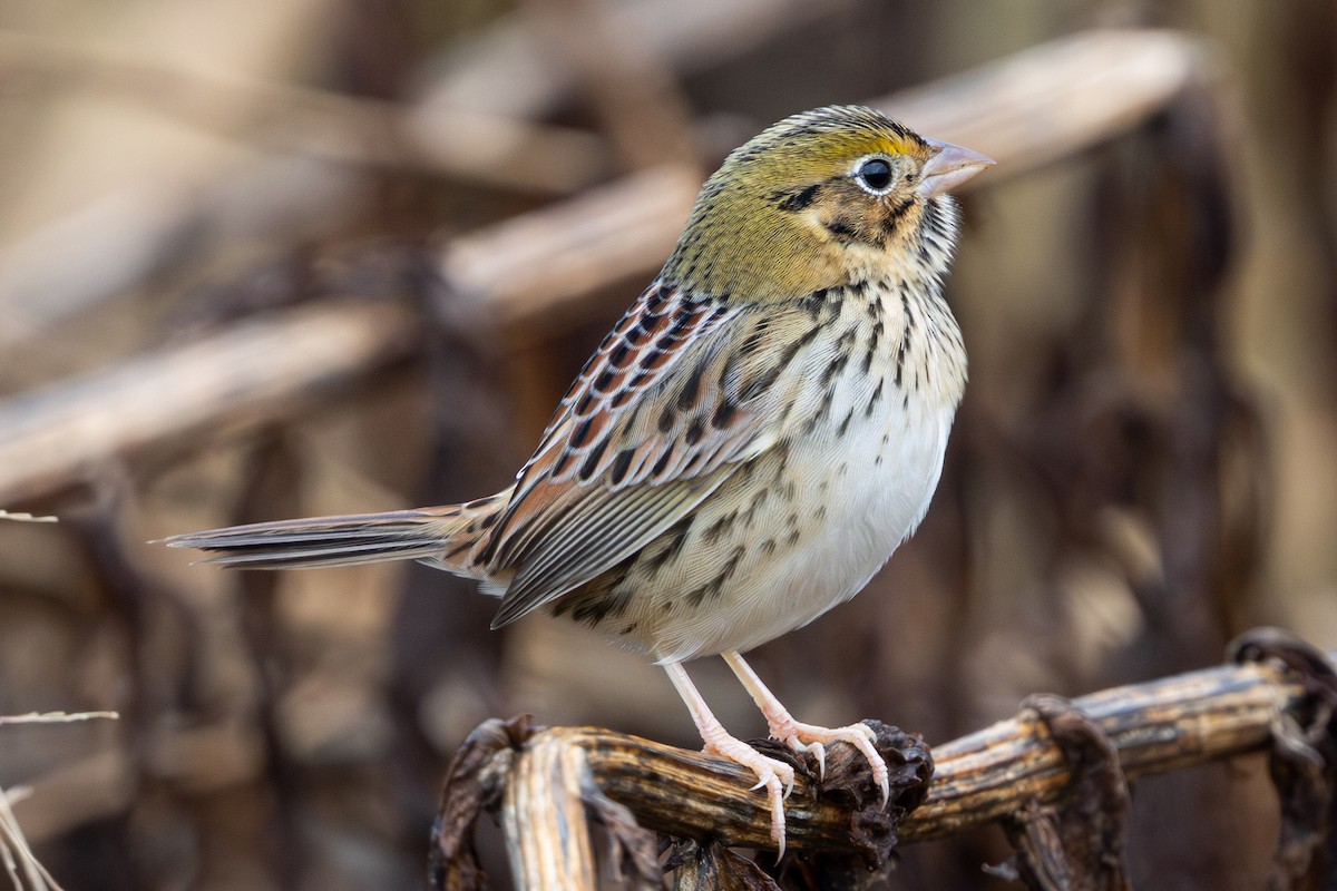 Henslow's Sparrow - ML644537050