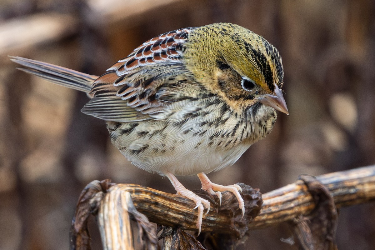 Henslow's Sparrow - ML644537051