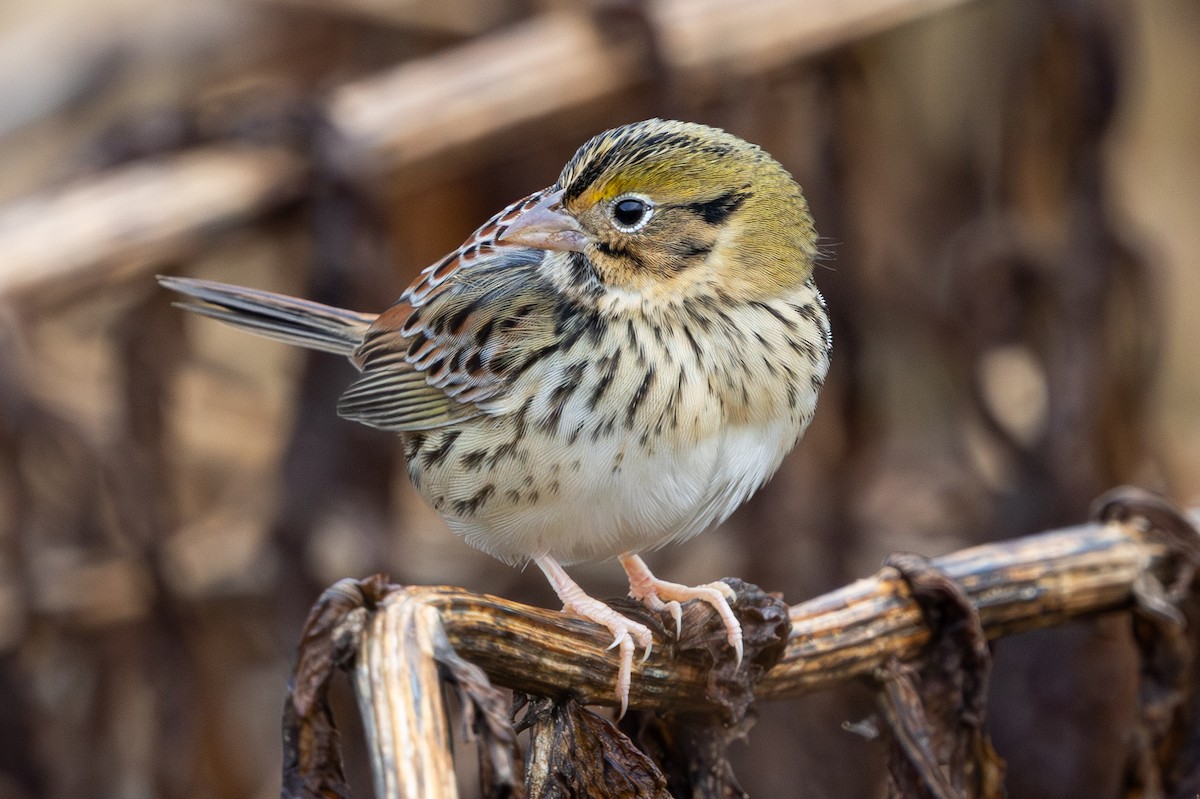 Henslow's Sparrow - ML644537052