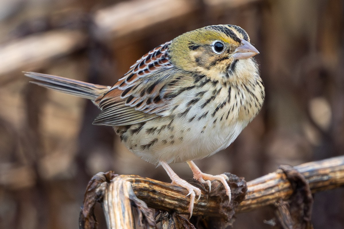 Henslow's Sparrow - ML644537053