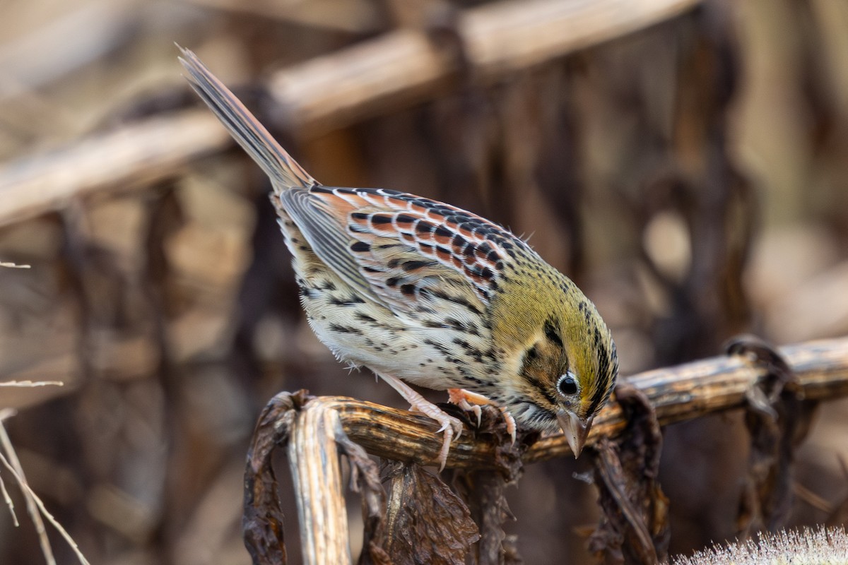 Henslow's Sparrow - ML644537054