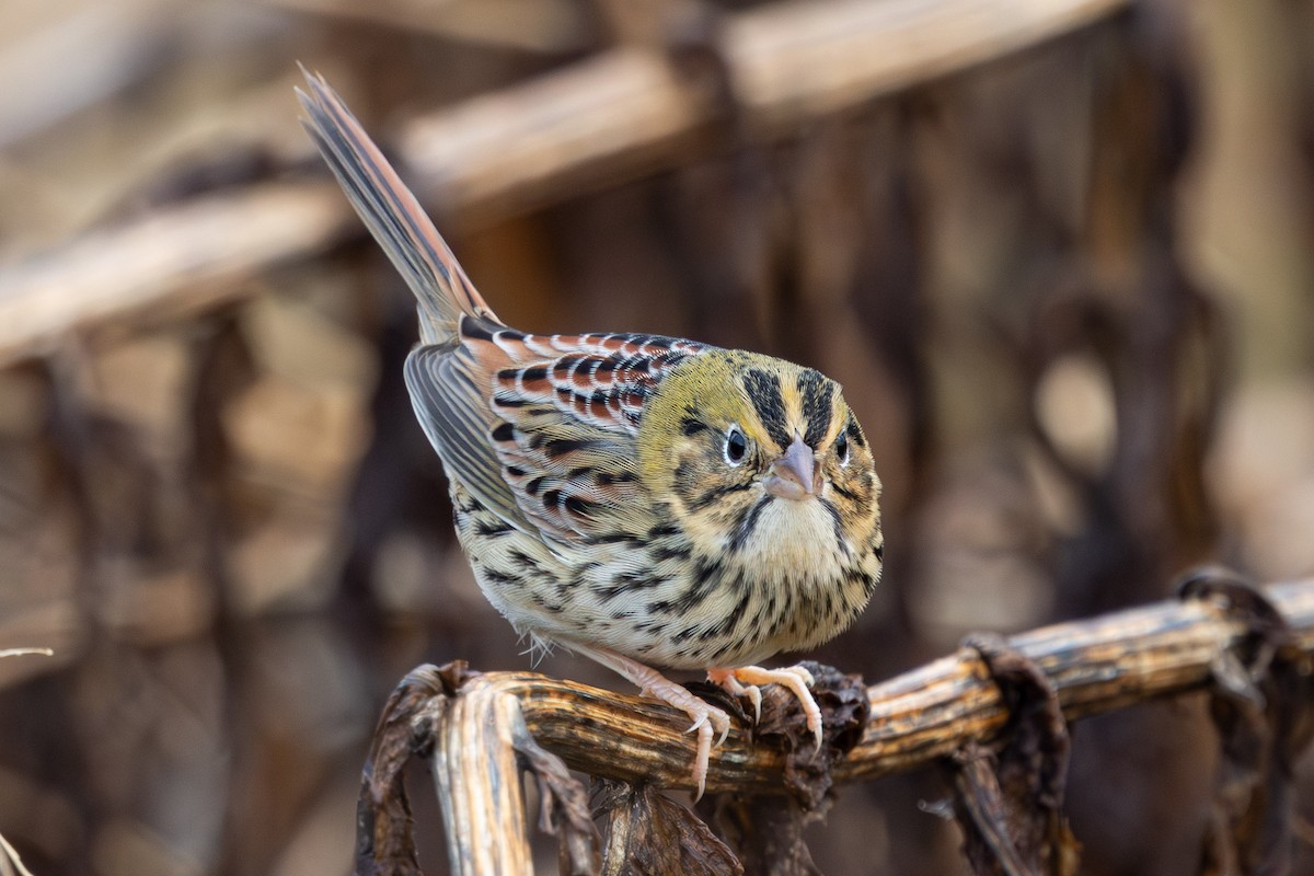 Henslow's Sparrow - ML644537055