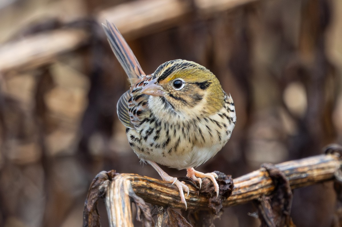 Henslow's Sparrow - ML644537056