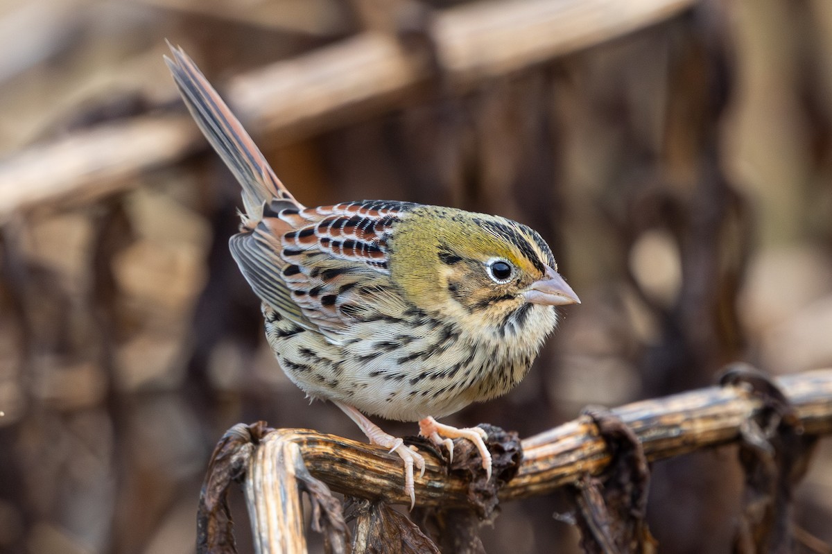 Henslow's Sparrow - ML644537057